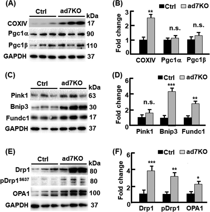 A liver-fat crosstalk for iron flux during healthy beiging of adipose tissue.
