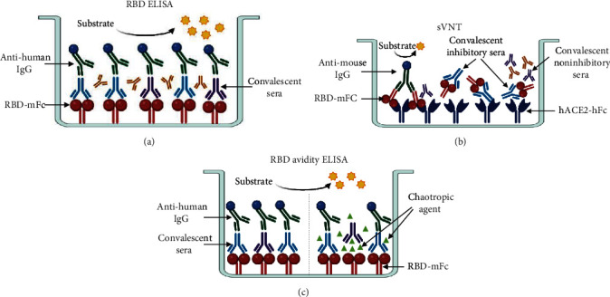 Studying the Humoral Response against SARS-CoV-2 in Cuban COVID-19 Recovered Patients.