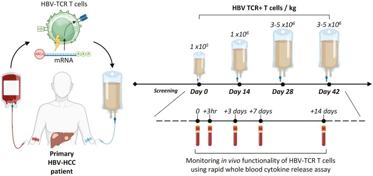 A rapid method to assess the <i>in vivo</i> multi-functionality of adoptively transferred engineered TCR T cells.