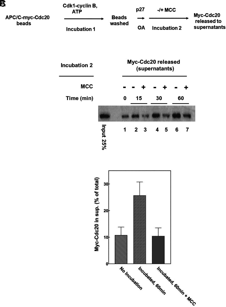 The Mitotic Checkpoint Complex controls the association of Cdc20 regulatory protein with the ubiquitin ligase APC/C in mitosis.