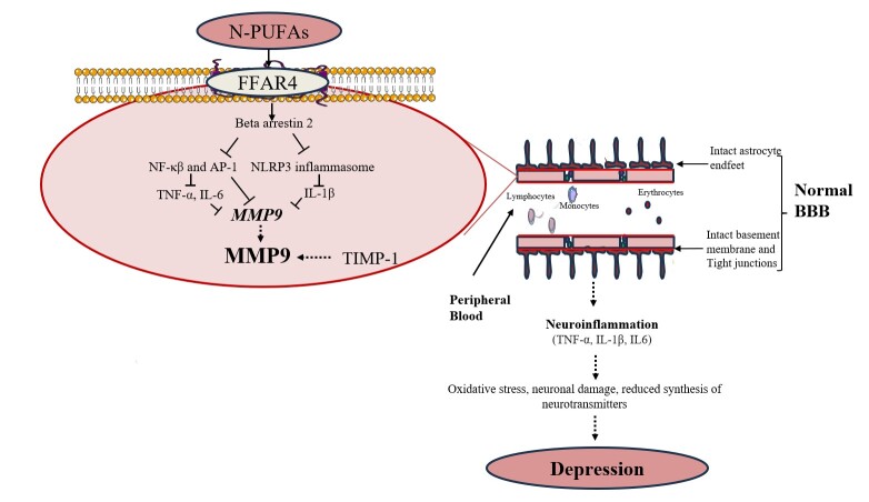 Omega-3 Polyunsaturated Fatty Acids and Blood-Brain Barrier Integrity in Major Depressive Disorder: Restoring Balance for Neuroinflammation and Neuroprotection.