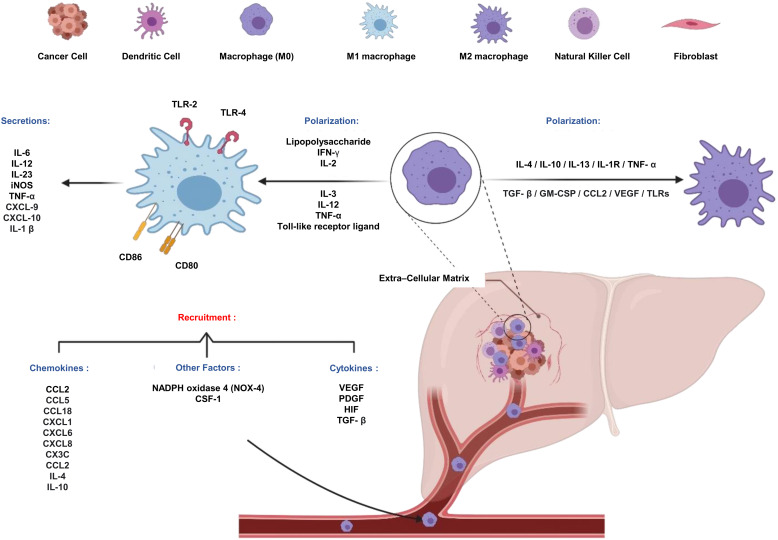 Epigenetic tuning of tumour-associated macrophages (TAMs): a potential approach in hepatocellular carcinoma (HCC) immunotherapy.
