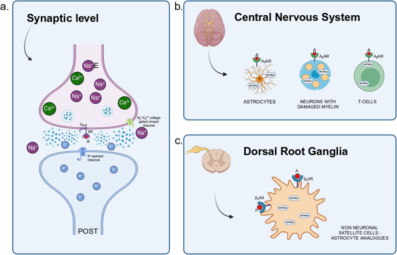 Neuropathic pain, antidepressant drugs, and inflammation: a narrative review.