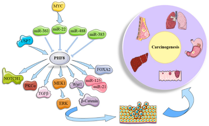PHF8/KDM7B: A Versatile Histone Demethylase and Epigenetic Modifier in Nervous System Disease and Cancers.