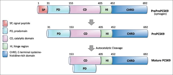 Natural phytochemicals as small-molecule proprotein convertase subtilisin/kexin type 9 inhibitors.