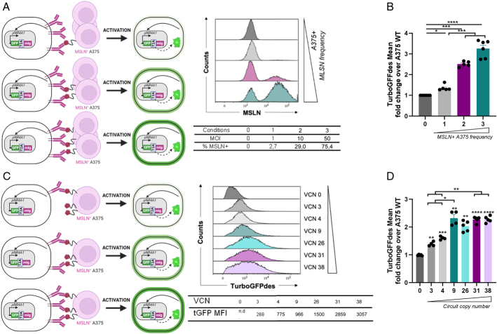 A Synthetic Circuit Empowering Reprogrammed B Cells for Therapeutic Proteins Expression Regulated by Tumor Detection.