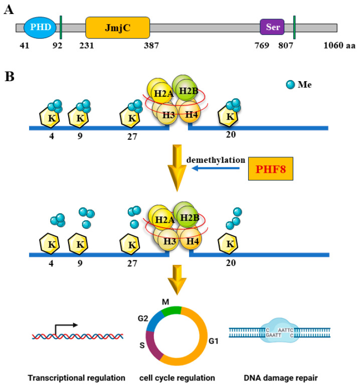 PHF8/KDM7B: A Versatile Histone Demethylase and Epigenetic Modifier in Nervous System Disease and Cancers.