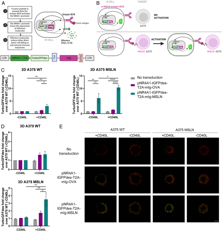 A Synthetic Circuit Empowering Reprogrammed B Cells for Therapeutic Proteins Expression Regulated by Tumor Detection.