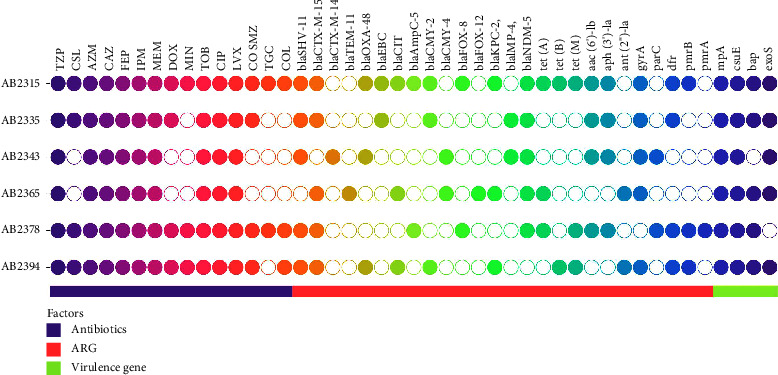 Phenotypic and Molecular Characterization of Hypervirulent and Multidrug-Resistant <i>Acinetobacter baumannii</i> Isolated from ICU Respiratory Infections.