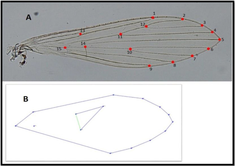 Discrimination of <i>Phlebotomus perfiliewi transcaucasicus</i>, <i>Ph. major</i> sensu lato and <i>Ph. tobbi</i> (Diptera: Psychodidae) Using Morphometric and DNA Barcoding Methods in the Endemic Foci of Visceral Leishmaniasis in Ardabil Province, North West of Iran.