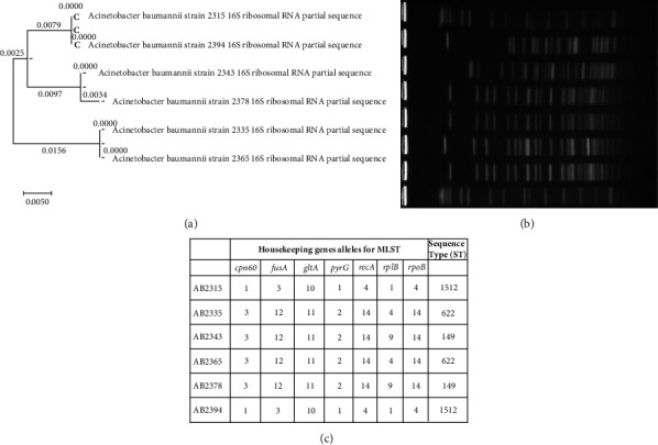 Phenotypic and Molecular Characterization of Hypervirulent and Multidrug-Resistant <i>Acinetobacter baumannii</i> Isolated from ICU Respiratory Infections.