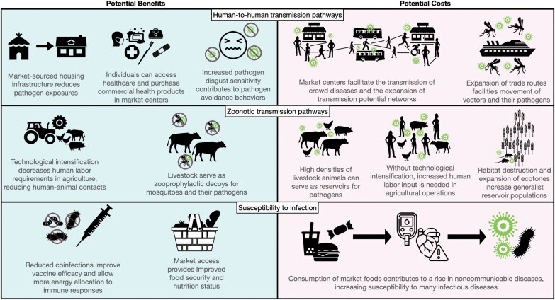How market integration impacts human disease ecology.