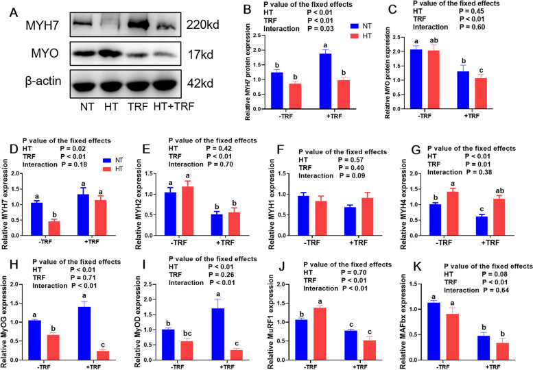 Time-restricted feeding relieves high temperature-induced impairment on meat quality by activating the Nrf2/HO-1 pathway, modification of muscle fiber composition, and enriching the polyunsaturated fatty acids in pigs.
