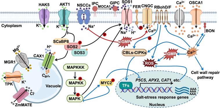 Revisiting the role of light signaling in plant responses to salt stress.