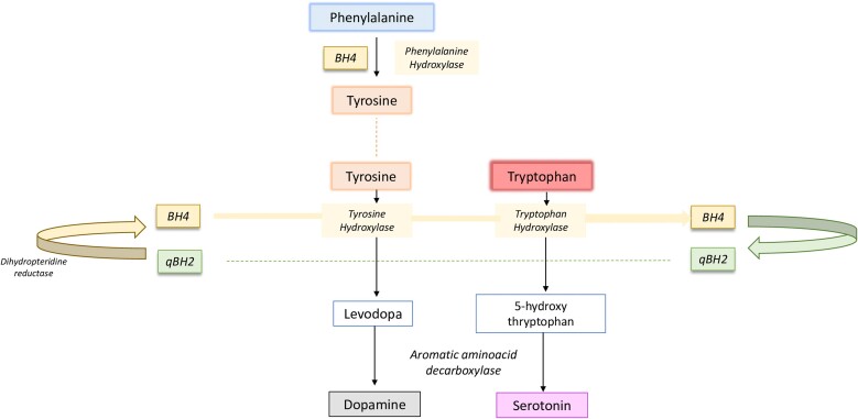 L-Dopa Might Be Insufficient to Suppress Development of Prolactinomas in Dihydropteridine Reductase-Deficiency Patients.