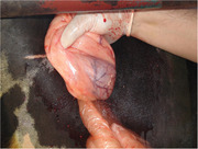 Association between body condition score and abdominal fat assessed by ultrasound in Jersey cows.