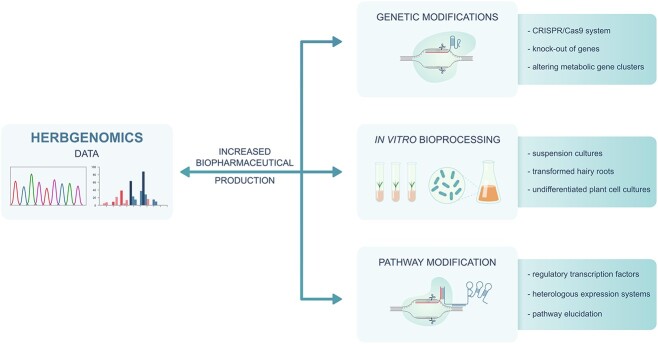 Herbgenomics meets Papaveraceae: a promising -omics perspective on medicinal plant research.