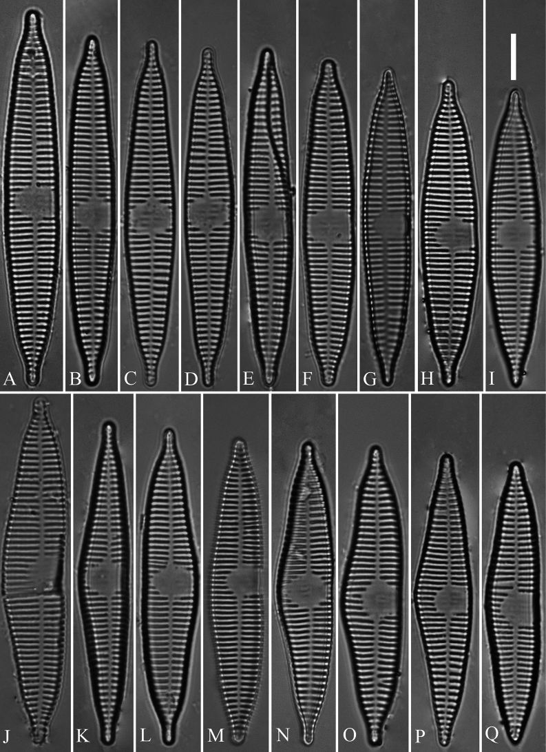Abstract Image