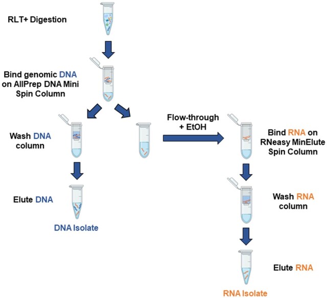 A modified dual preparatory method for improved isolation of nucleic acids from laser microdissected fresh-frozen human cancer tissue specimens.