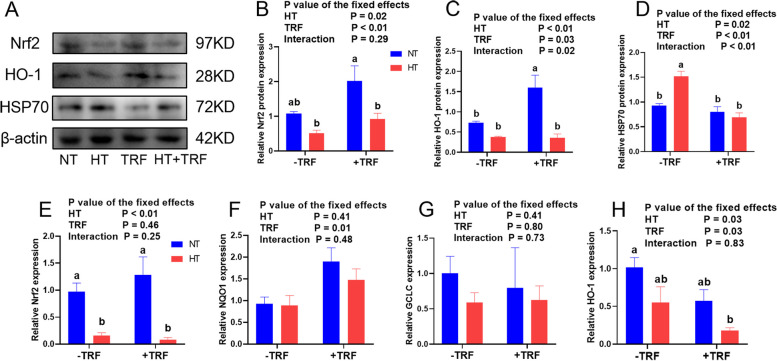 Time-restricted feeding relieves high temperature-induced impairment on meat quality by activating the Nrf2/HO-1 pathway, modification of muscle fiber composition, and enriching the polyunsaturated fatty acids in pigs.