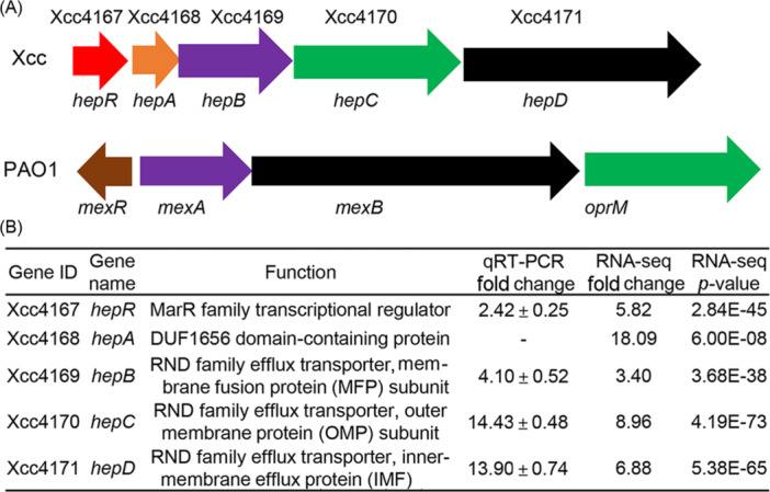 The phytopathogen <i>Xanthomonas campestris</i> senses and effluxes salicylic acid via a sensor HepR and an RND family efflux pump to promote virulence in host plants.