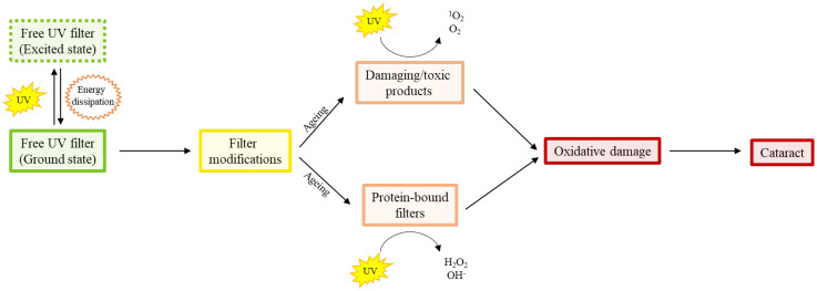 UV light and the ocular lens: a review of exposure models and resulting biomolecular changes.