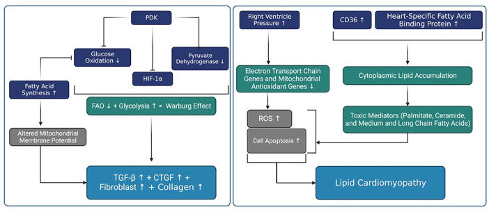 Pulmonary Hypertension and Right Ventricle: A Pathophysiological Insight.