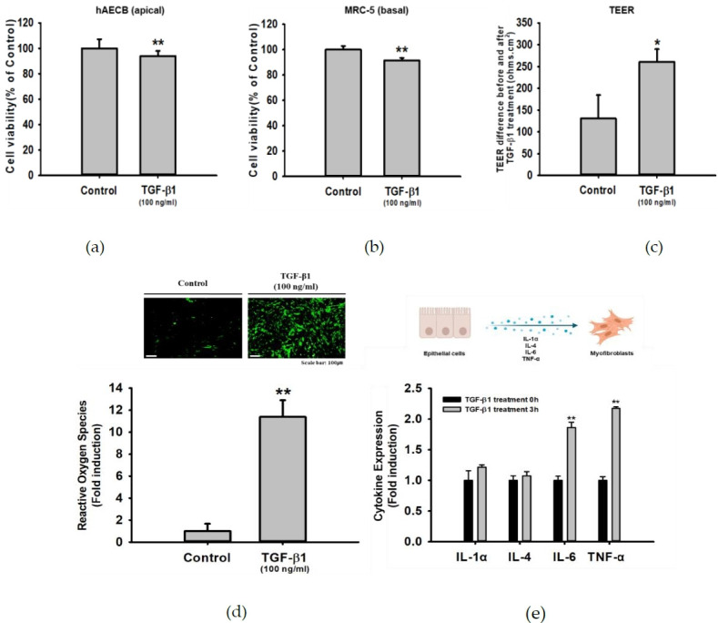 Development of a multi-analysis model using an epithelial-fibroblast co-culture system as an alternative to animal testing.