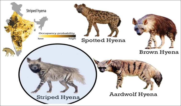 Hyena bite: A rare intriguing mode of maxillofacial injury, its management, risks involved, scenarios to avoid.