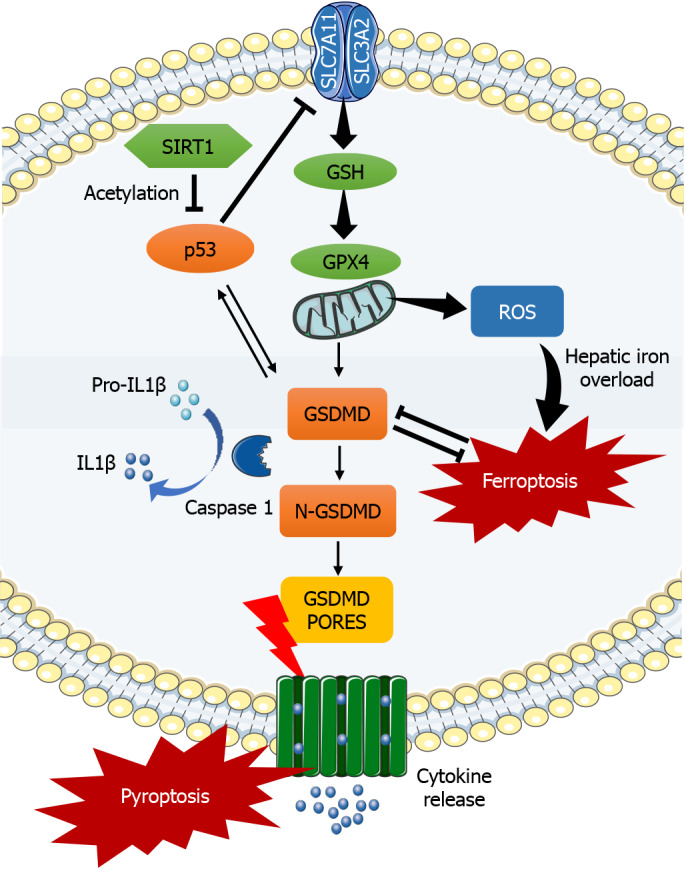Sirtuin 1 in regulating the p53/glutathione peroxidase 4/gasdermin D axis in acute liver failure.