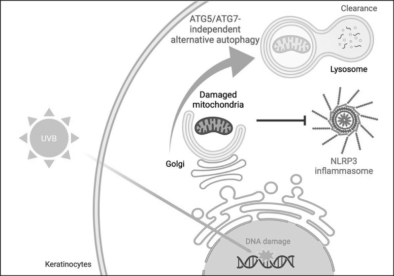 Photo-protective role of ATG5/ATG7-independent alternative autophagy in human keratinocytes.