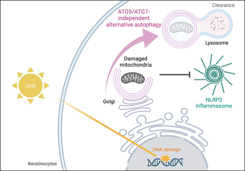 Photo-protective role of ATG5/ATG7-independent alternative autophagy in human keratinocytes.