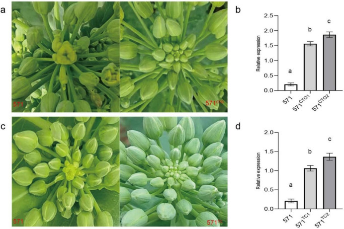 <i>BnaC09.tfl1</i> controls determinate inflorescence trait in <i>Brassica napus</i>.