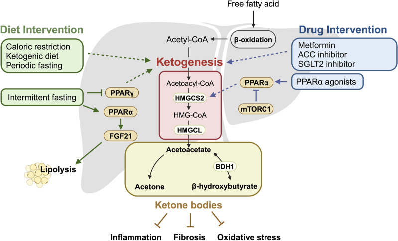 Targeting ketone body metabolism to treat fatty liver disease.
