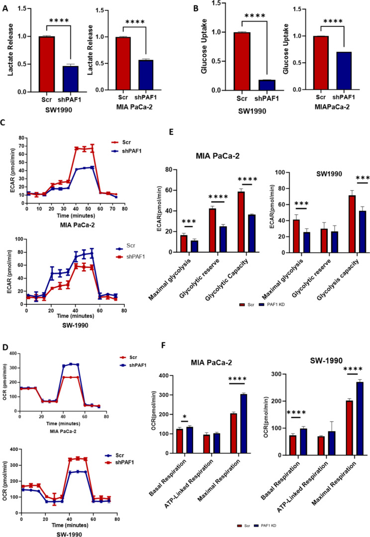 PAF1/HIF1α axis rewires the glycolytic metabolism to fuel aggressiveness of pancreatic cancer.