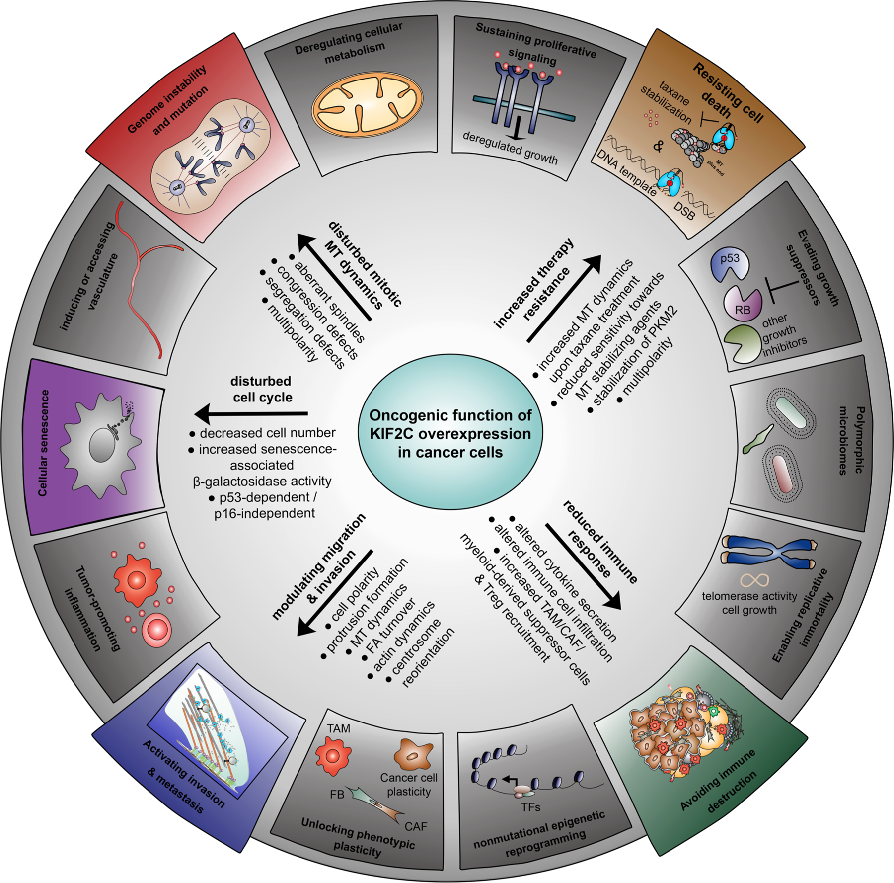 KIF2C/MCAK a prognostic biomarker and its oncogenic potential in malignant progression, and prognosis of cancer patients: a systematic review and meta-analysis as biomarker.