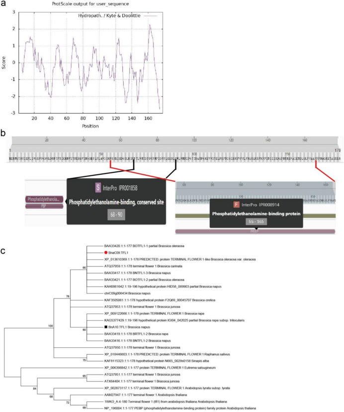 <i>BnaC09.tfl1</i> controls determinate inflorescence trait in <i>Brassica napus</i>.