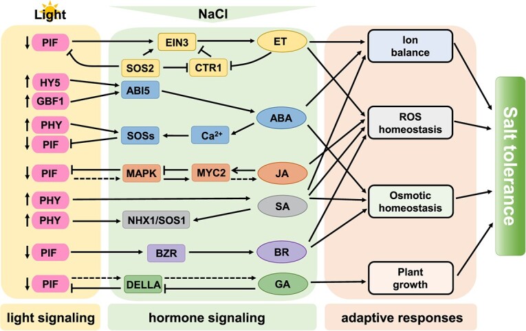Revisiting the role of light signaling in plant responses to salt stress.