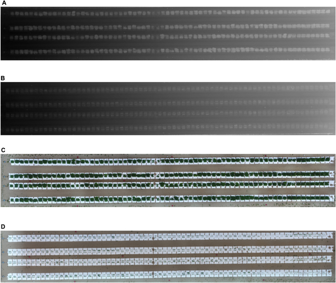 High-Throughput Phenotyping of Soybean Biomass: Conventional Trait Estimation and Novel Latent Feature Extraction Using UAV Remote Sensing and Deep Learning Models.