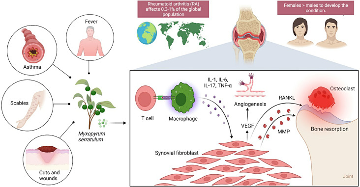 Anti-inflammatory and anti-arthritic activities of ethanolic extract of Myxopyrum serratulum A.W. Hill.