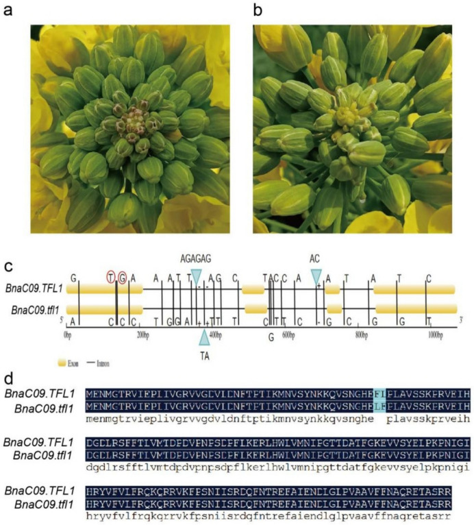 <i>BnaC09.tfl1</i> controls determinate inflorescence trait in <i>Brassica napus</i>.