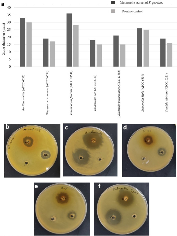 Antimicrobial and Anti-Inflammatory Potential of <i>Euphorbia paralias</i> (L.): a bioprospecting study with phytoconstituents analysis.
