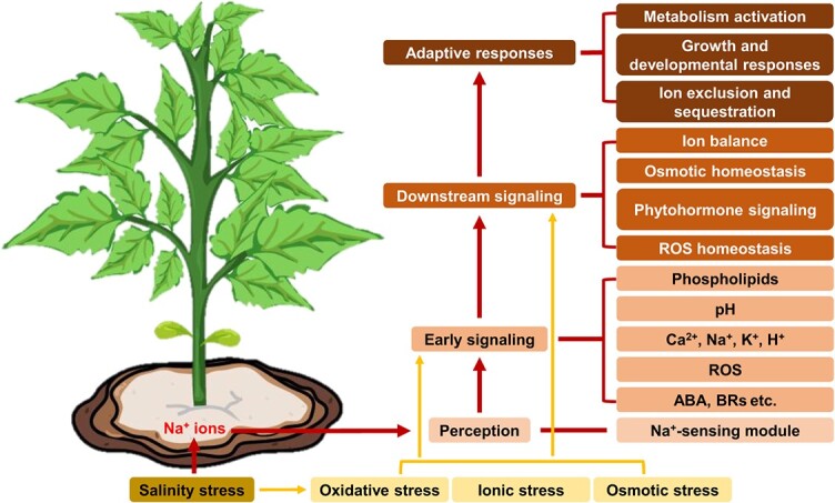 Revisiting the role of light signaling in plant responses to salt stress.