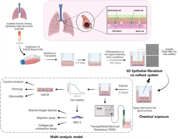 Development of a multi-analysis model using an epithelial-fibroblast co-culture system as an alternative to animal testing.
