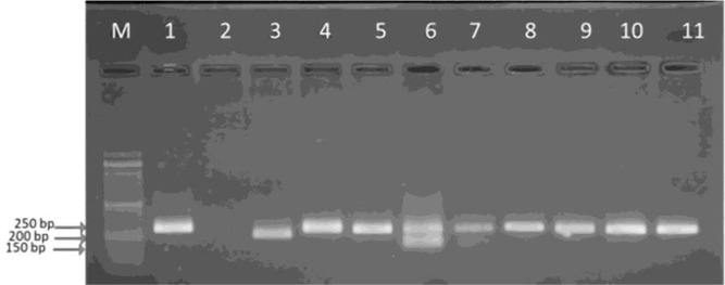 <i>Leishmania</i> spp Infection in Patients and Great Gerbils (<i>Rhombomys opimus</i>) in a High-Risk Focus of Zoonotic Cutaneous Leishmaniasis in Central Iran: A Microscopic and Molecular Survey.