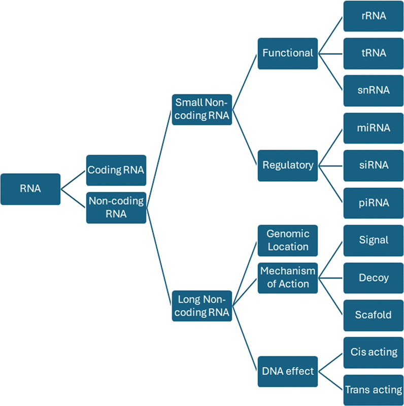 Role of Noncoding RNAs in Modulating Microglial Phenotype.
