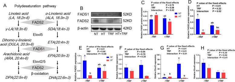 Time-restricted feeding relieves high temperature-induced impairment on meat quality by activating the Nrf2/HO-1 pathway, modification of muscle fiber composition, and enriching the polyunsaturated fatty acids in pigs.
