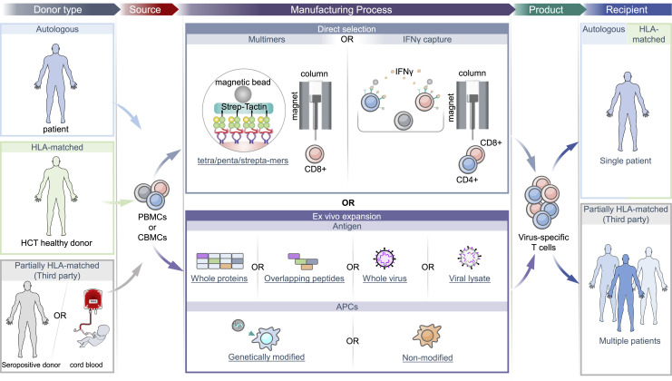 Virus-Specific T-Cell Therapy for the Management of Viral Infections in the Immunocompromised.