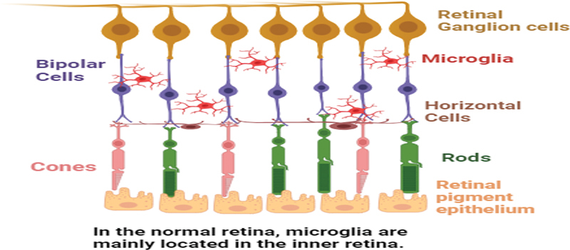Role of Noncoding RNAs in Modulating Microglial Phenotype.