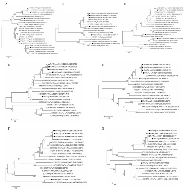 Isolation, Genomic Characterization and Evolution of Six Porcine Rotavirus A Strains in a Pig Farming Group.